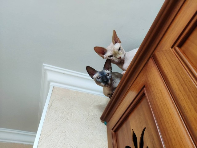 Котовторник 13.10.2020