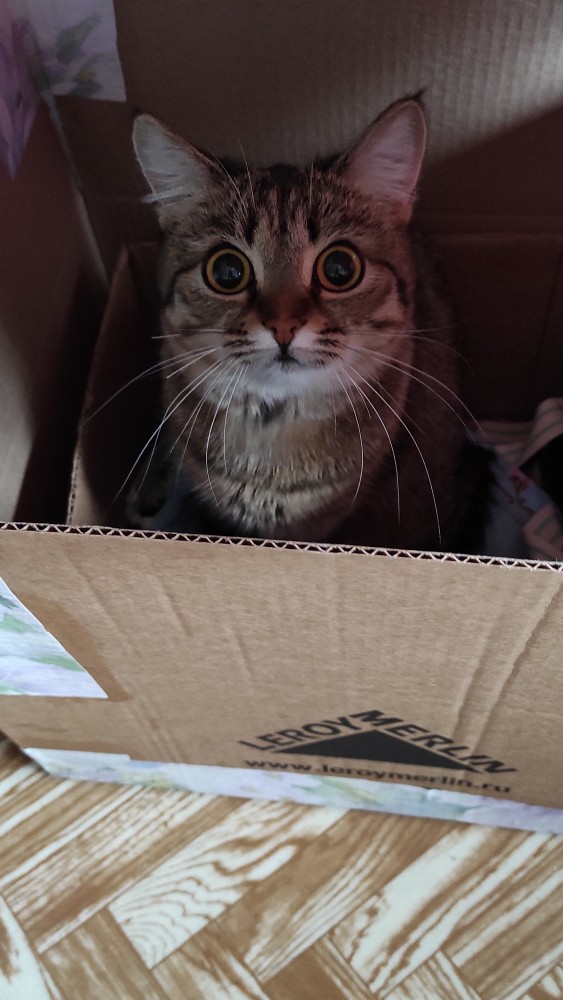 Котаны со странностями