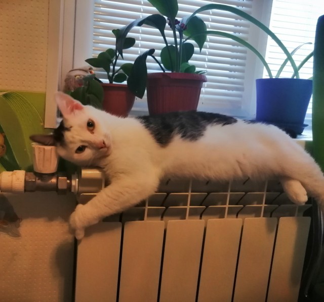 Котовторнику быть!