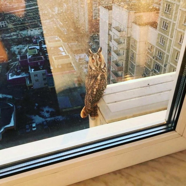 А лягушат не хотите ли?