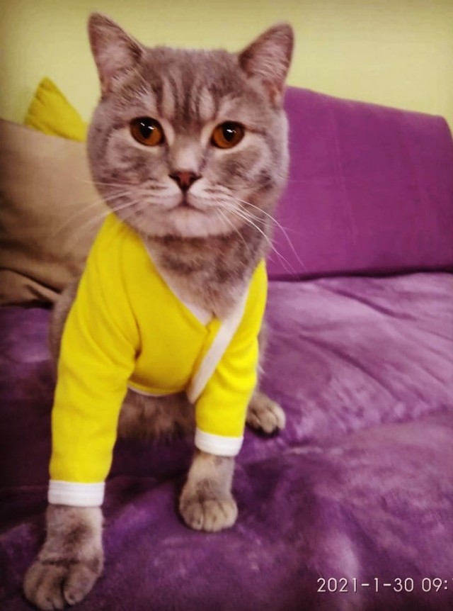 Кот Василий