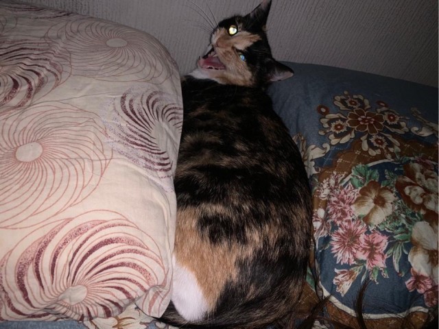 Котовторник. Февраль