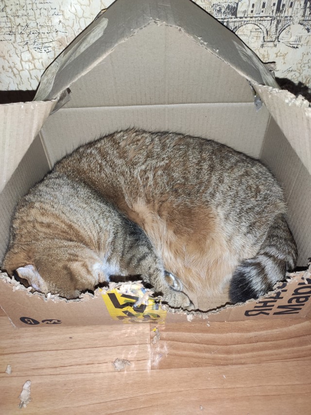 Котовторник вроде.