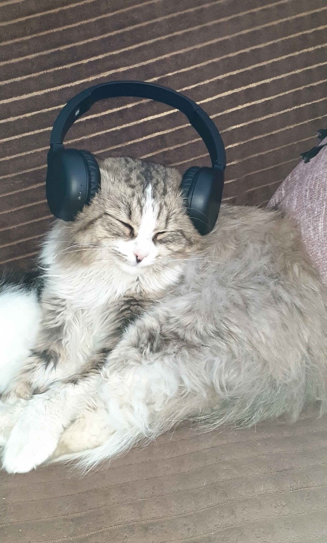Котовторник ведь начался!