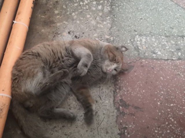 Гаражный грязный Гаря