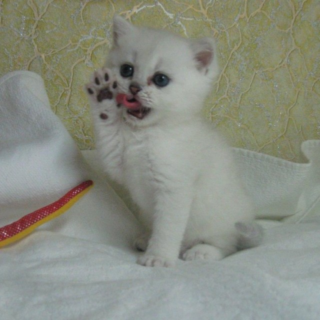 А у нас сегодня кошка родила вчера котят