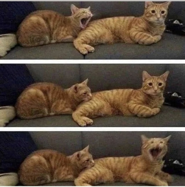Котоюмор на ЯП. Веселые кото-картинки!