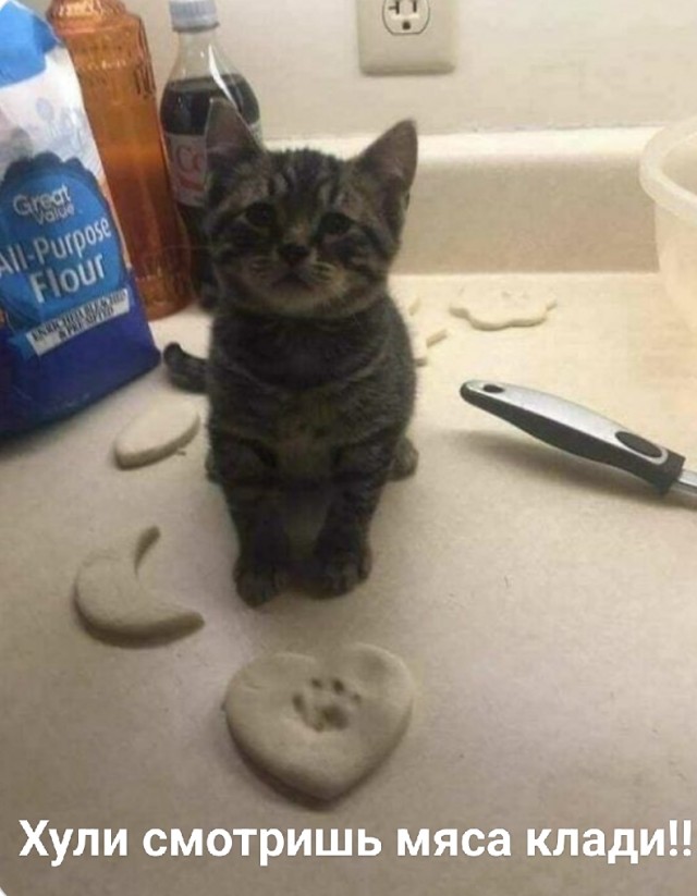Котик и пельмешки