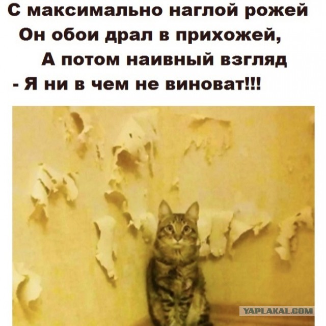 Сказочницы и наставницы: какой тип Тещи — самый опасный для зятя