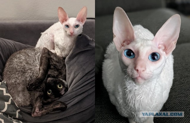 Кот «вампир»