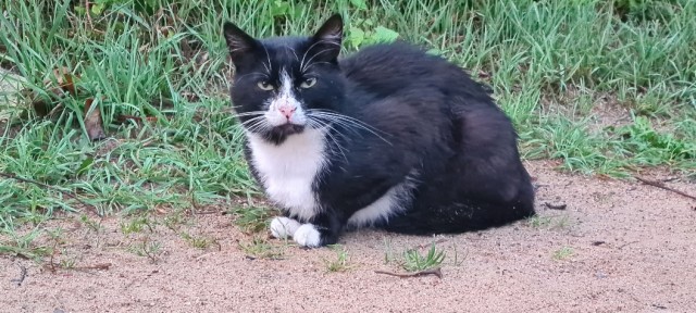 Начинаем котофторник?