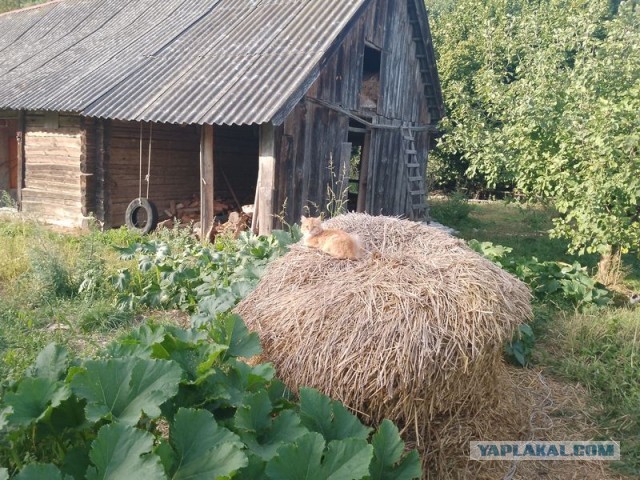 Жизнь домашнего приюта для котеек 461