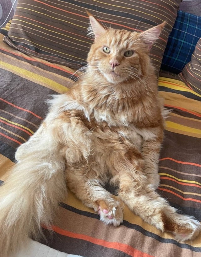 Котовторник Рыжих