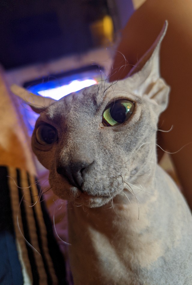 Дзен-котизм