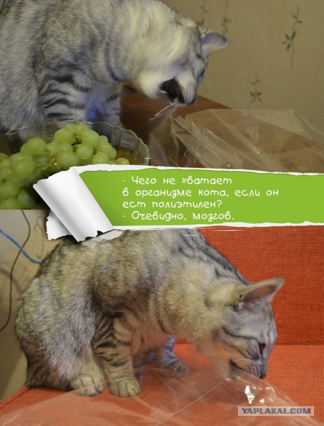 Котовторник 30.04.2013