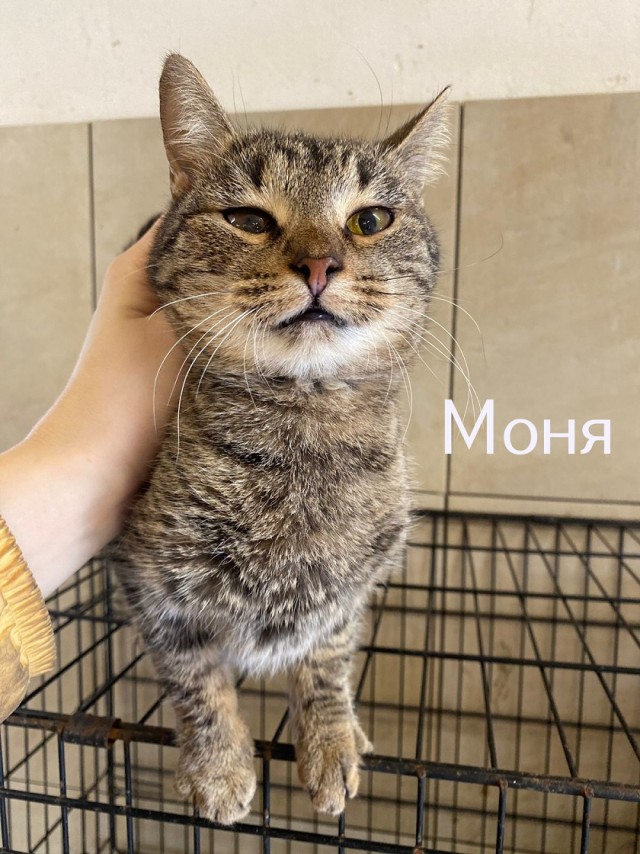 Жизнь домашнего приюта "Котоленд" 429