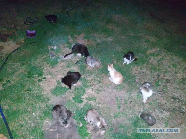 Жизнь домашнего приюта для котеек 497
