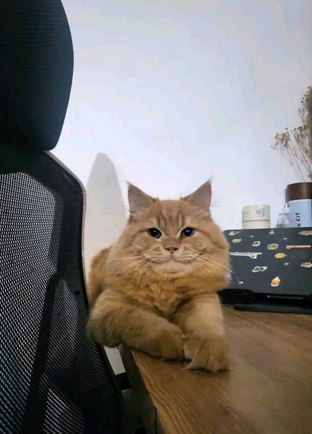 Чеширский Кот существует