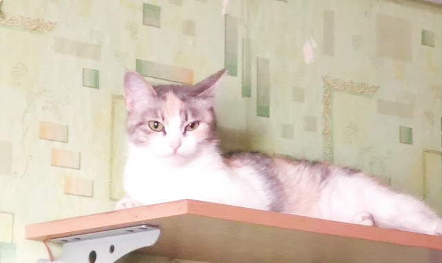 Боевые коты
