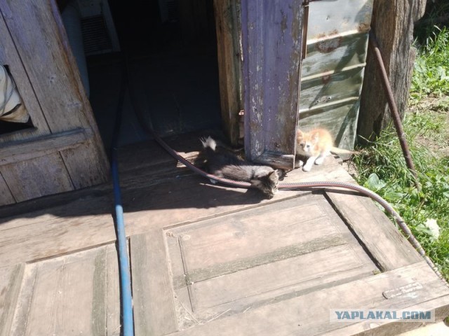 Жизнь домашнего приюта для котеек 503