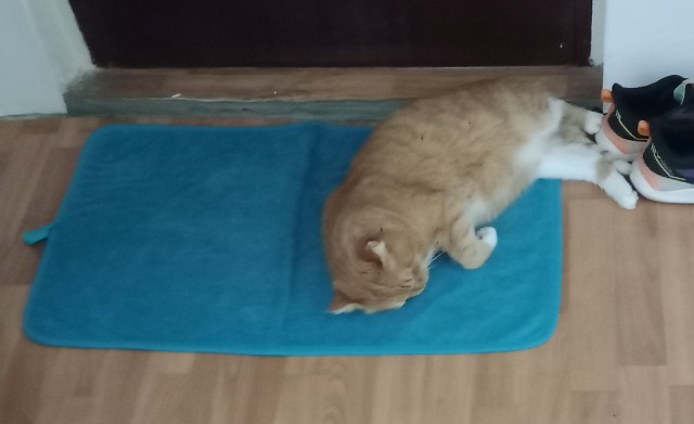 Котэ