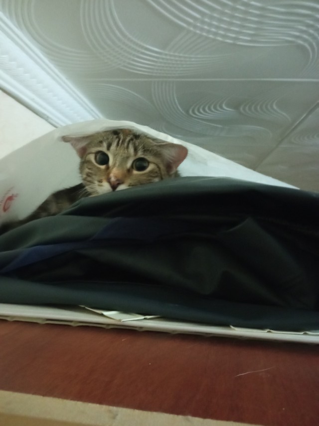 Совпало с котовторником.