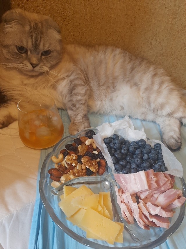 Коты, которые смирились со своей участью