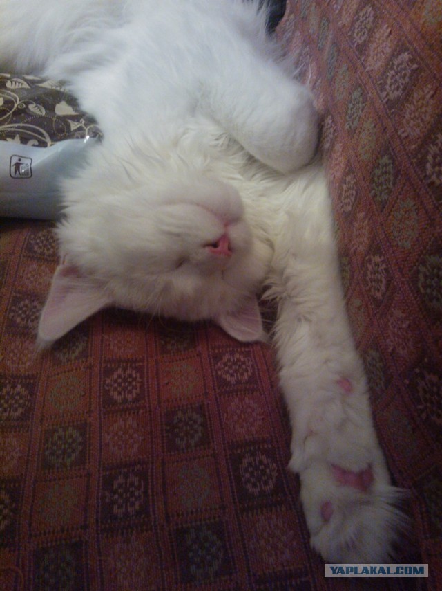 Немного о  Мейн Куне.