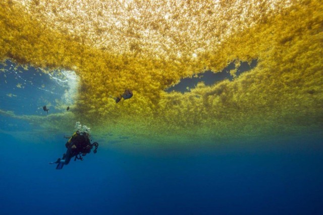 Загадочное Саргассово море: единственное море без берегов и его тайны