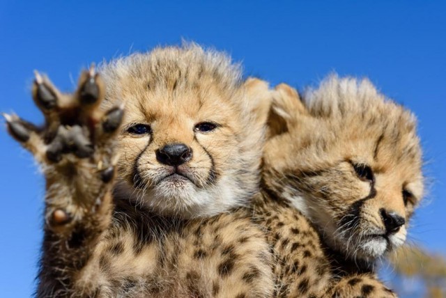 Заряд позитива: взгляните на 25 самых забавных снимков