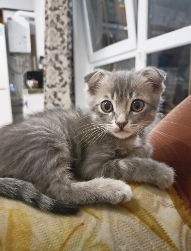 С котовторником!