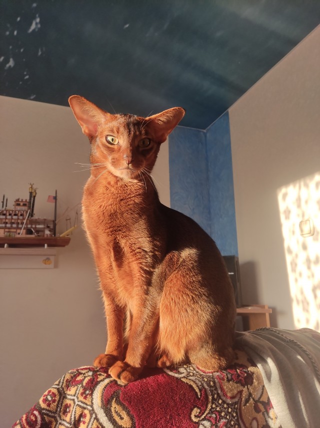 Моему коту Тому 2 года