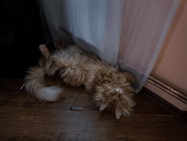 Кот мейн-кун, о котором не заботились