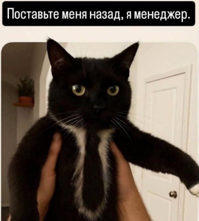 Веселые картинки в пятницу (26.12)