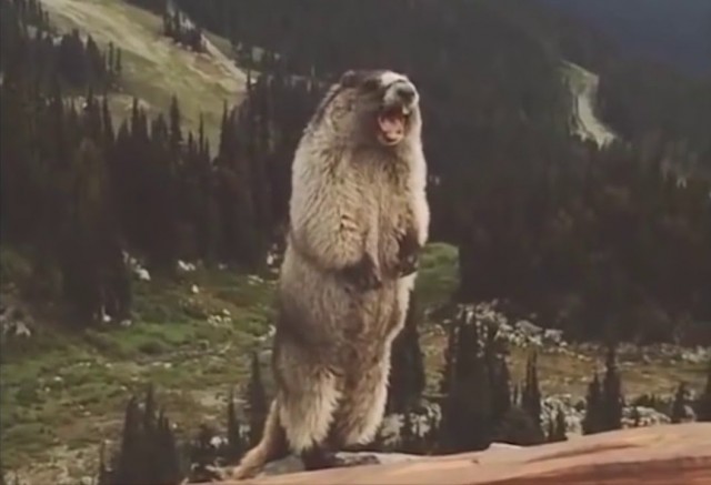 А-а-а! В Африке реки вот такой ширины!