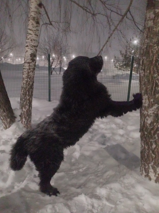 Собакочетверг же