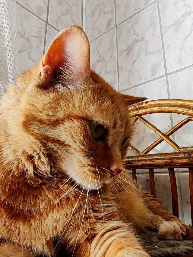 Снова наши коты