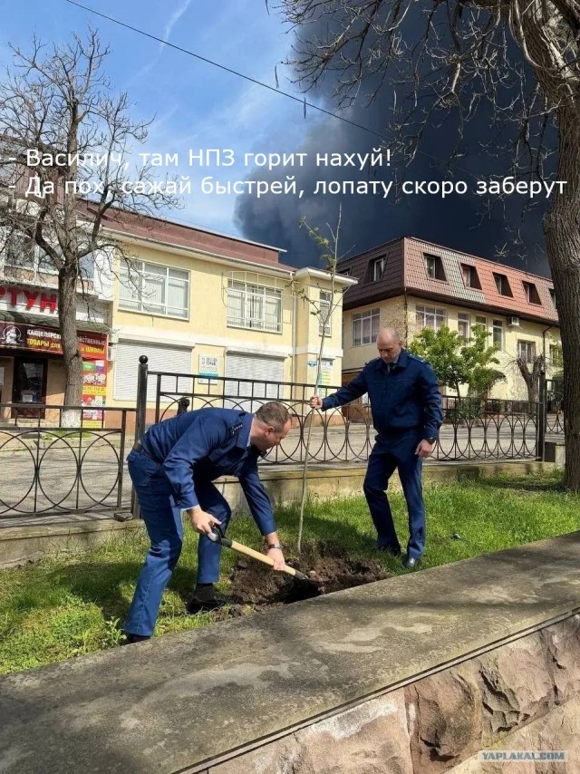 В Туапсе приняли решение озеленить город, для улучшения экологической обстановки