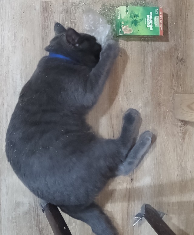 Кот в котовторник