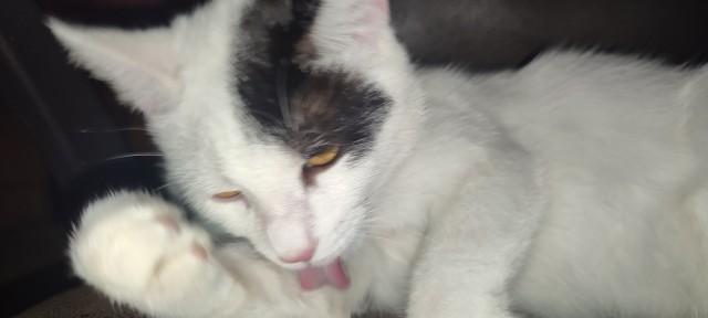 Котэвторник
