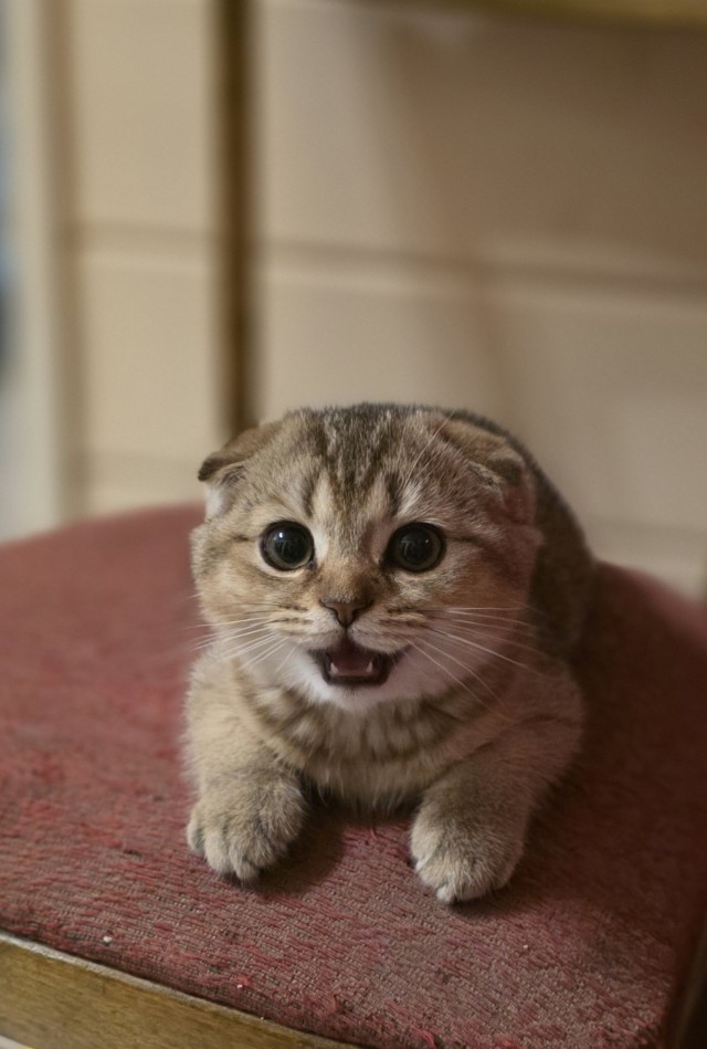 Котовторник 11.08.