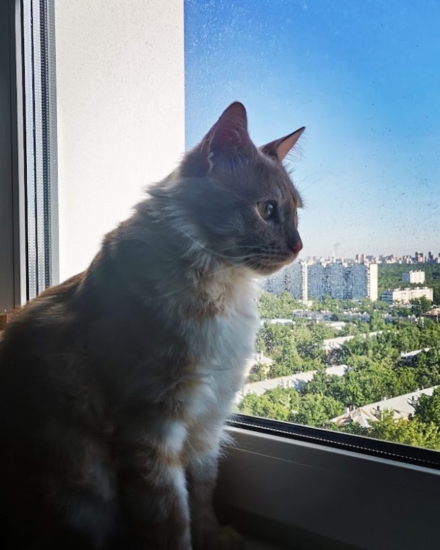 Фотки красивого кота.