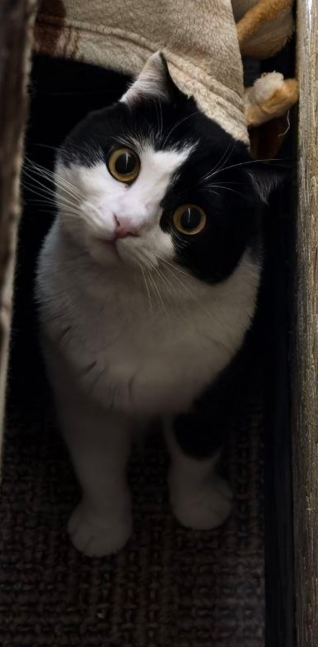 К-котовторник.