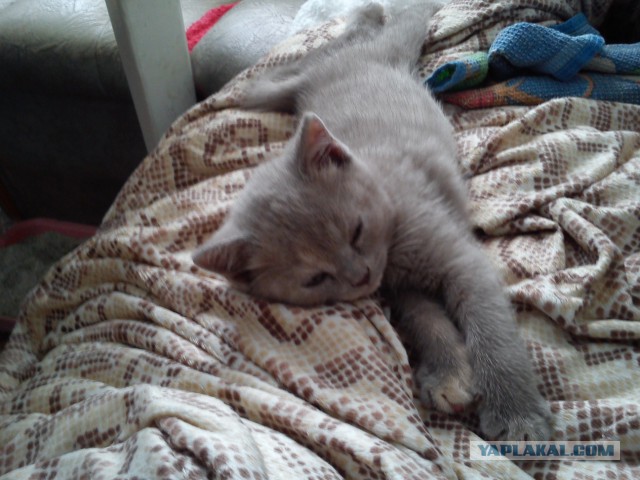 Котовторник   17.12.2013