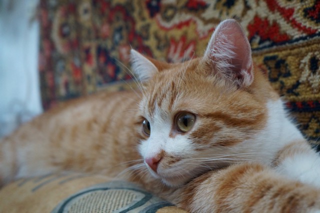 Котовторник 25.02.2014