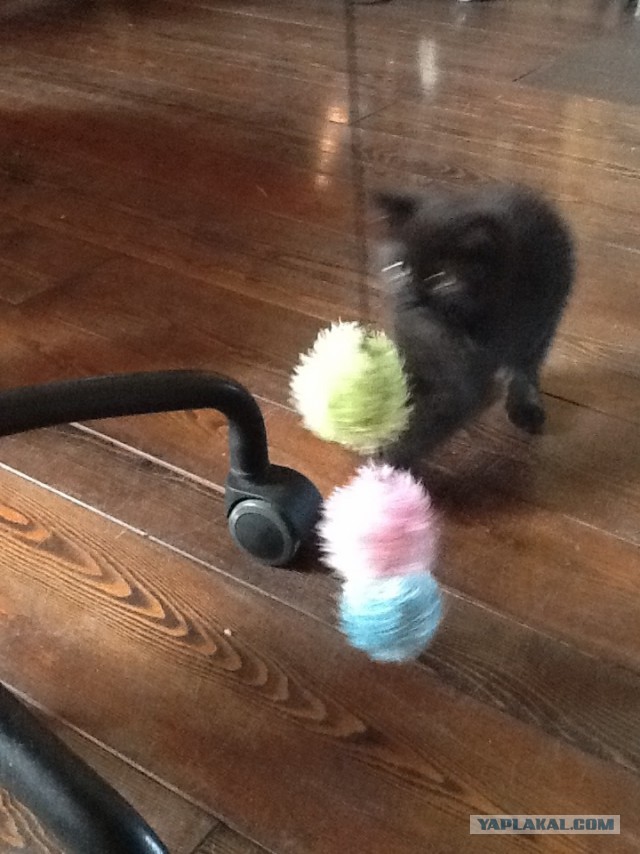 А у тебя есть фото твоей зевающей котейки ?