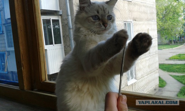 Тот самый кот "УЙДИ! УЙДИ!"
