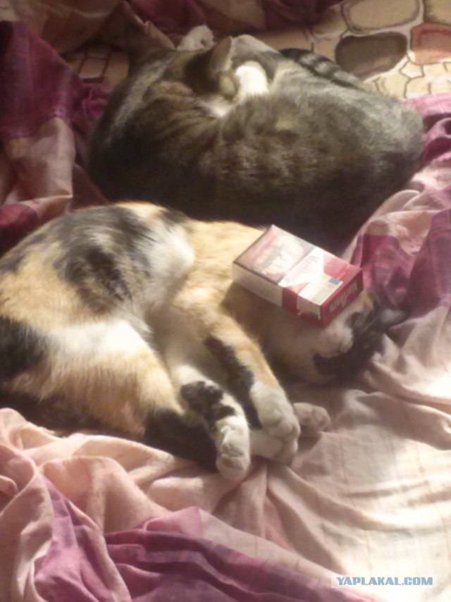 Котовторник 30.09.2014