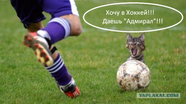 Кота-воришку выкупит "Адмирал"