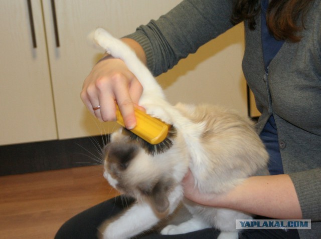 Котовторник 07 04 2015